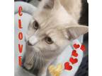 Adopt Clove a Cream or Ivory American Shorthair (short coat) cat in Harrisburg