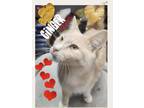 Adopt Ginger a Cream or Ivory (Mostly) American Shorthair (short coat) cat in