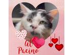 Adopt Al Pacino a Black & White or Tuxedo Maine Coon (long coat) cat in