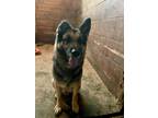 Adopt Duke a Black - with Tan, Yellow or Fawn German Shepherd Dog / Mixed dog in