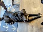 Adopt Stanley a Black - with White Labrador Retriever / Border Collie / Mixed