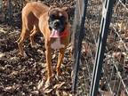 Adopt Cassie a Tan/Yellow/Fawn - with White Boxer / Mixed dog in Creston