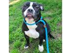 Adopt Pattycake a Black - with White Staffordshire Bull Terrier / Mixed dog in