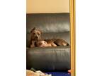 Adopt Stella a Brindle Pit Bull Terrier / Mixed dog in Yucaipa, CA (40582029)