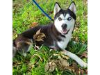 Adopt Velvet a Black - with White Siberian Husky / Mixed dog in Costa Mesa