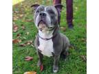 Adopt Billy a Gray/Silver/Salt & Pepper - with White American Pit Bull Terrier /