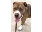 Adopt Buster a Tan/Yellow/Fawn - with White Mastiff / Boxer / Mixed dog in