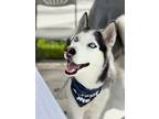 Adopt Dasher a Black - with White Siberian Husky / Mixed dog in West Chester