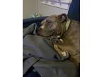 Adopt Rocker a Brindle - with White American Pit Bull Terrier / Mixed dog in