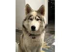 Adopt Koda a Gray/Silver/Salt & Pepper - with White Husky / Mixed dog in Suisun