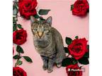 Adopt Poppy a Brown Tabby Domestic Shorthair (short coat) cat in Dallas