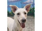 Adopt BARLI (Mid-East) yo a White Saluki dog in Langley, BC (40576698)