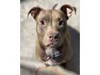 Adopt Peach a Pit Bull Terrier dog in Mandan, ND (40578769)
