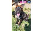 Adopt Sheba a Black Labrador Retriever / Mixed dog in Fairfield, IL (39386826)