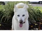 Adopt Haley - bLUe EyEs* a White Husky / Mixed dog in Los Angeles, CA (40578175)