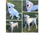Adopt Yeti a White - with Black American Pit Bull Terrier / Terrier (Unknown