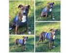 Adopt Sokka a Brindle American Pit Bull Terrier / Mixed dog in Lexington