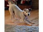 Adopt Sassy in Tulsa a White - with Brown or Chocolate Jack Russell Terrier /