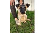 Adopt LadyBug a Tan/Yellow/Fawn - with Black Shepherd (Unknown Type) / Mixed dog