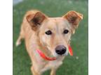 Adopt Choa a Brown/Chocolate - with White Border Collie / Mixed dog in Calgary