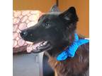 Adopt Kkamsang a Black Jindo / Mixed dog in Ottawa, ON (40576957)