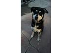 Adopt Tux a Black - with White Siberian Husky / Rottweiler / Mixed dog in