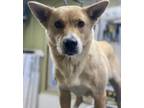 Adopt Crafty AKA-Mumsy a Tan/Yellow/Fawn - with White Australian Cattle Dog /