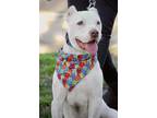 Adopt Rosco a White American Pit Bull Terrier / Mixed Breed (Medium) / Mixed