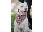Adopt Rosco a White American Pit Bull Terrier / Mixed dog in Sanger