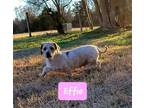 Adopt Effie a White - with Brown or Chocolate Shih Tzu / Poodle (Miniature) /