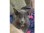 Adopt Bootstrap Bill a Domestic Shorthair / Mixed (short coat) cat in Brigham