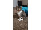 Adopt Beaker a Gray, Blue or Silver Tabby Domestic Shorthair / Mixed (short