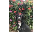 Adopt Barry a Black - with White Border Collie / Mixed dog in Gresham