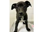 Adopt Mr Mint a Black Terrier (Unknown Type, Small) / Mixed dog in San Antonio