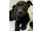 Adopt King Kandy a Black Terrier (Unknown Type, Small) / Mixed dog in San