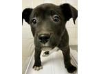 Adopt Bazz a Black Terrier (Unknown Type, Small) / Mixed dog in San Antonio
