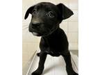 Adopt Jolly a Black Terrier (Unknown Type, Small) / Mixed dog in San Antonio