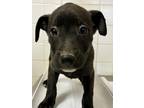 Adopt Lolly a Black Terrier (Unknown Type, Small) / Mixed dog in San Antonio