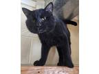 Adopt Midnight a All Black Domestic Mediumhair / Domestic Shorthair / Mixed cat