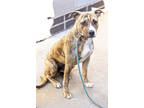 Adopt Pharaoh- IN FOSTER a Tan/Yellow/Fawn Mixed Breed (Large) / Mixed dog in