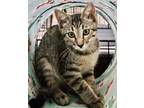 Adopt Reaper MZ a Gray or Blue Domestic Shorthair / Mixed Breed (Medium) / Mixed