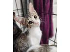 Adopt Bishop MZ a White Domestic Shorthair / Domestic Shorthair / Mixed cat in