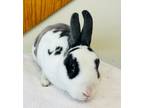 Adopt Bunny a Grey/Silver Rex / Rex / Mixed rabbit in Baraboo, WI (40524186)