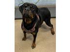 Adopt Rosalina-ADOPTED a Black Mixed Breed (Large) / Mixed dog in Chamblee