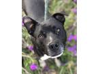 Adopt Dave a Black - with White Labrador Retriever / American Pit Bull Terrier /
