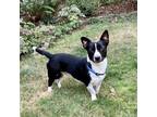 Adopt Dre a Terrier (Unknown Type, Medium) dog in Eugene, OR (39216421)
