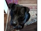 Adopt Jessie: (FL) a Black - with White Pit Bull Terrier / Terrier (Unknown