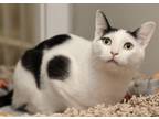 Adopt Cooper a White Domestic Shorthair / Mixed Breed (Medium) / Mixed (short