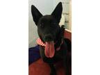 Adopt Esmarie a Black German Shepherd Dog / Mixed dog in Grove, OK (40251536)