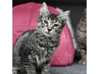Adopt Kyle a Gray or Blue Domestic Shorthair / Domestic Shorthair / Mixed cat in